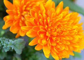 Fototapeta premium sun flower