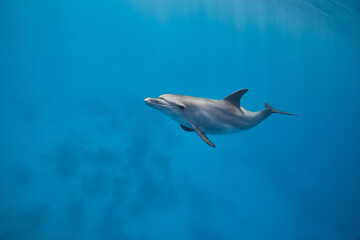 Common bottlenose dolphin tursiops truncatus underwater