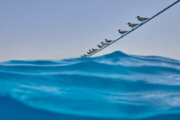 Sterna paradisaea sea bird group are waiting on line