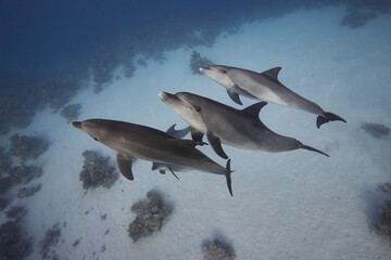 Fototapeta premium Common bottlenose dolphin tursiops truncatus underwater
