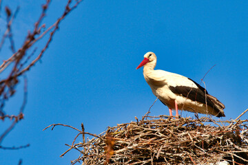 European White stork Ciconia Ciconia on nest on breeding season.