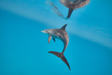 Obraz premium Common bottlenose dolphin tursiops truncatus underwater