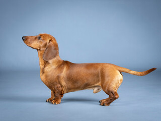 Brown shorthair dachshund posing in a photography studio