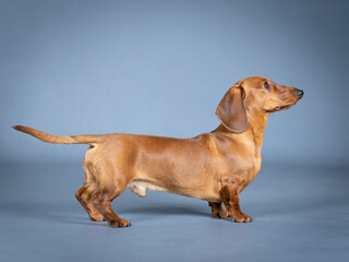 Brown shorthair dachshund posing in a photography studio