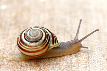 Eine Bänderschnecke überquert die Holzplatte eines Gartentisches