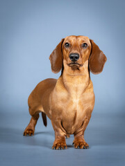 Brown shorthair dachshund posing in a photography studio