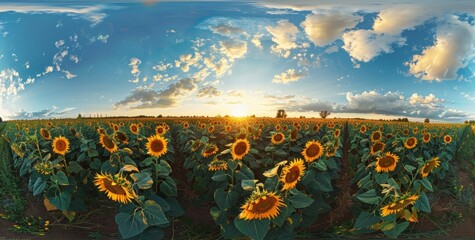 Fototapeta premium sunflower oil seeds production Bio
