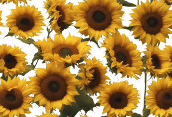 Set of sunflowers flowers isolated on a transparent background