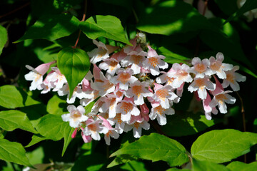 Frische Blüten des Perlmuttstrauches im Frühling