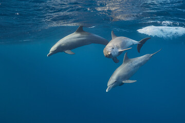 Common bottlenose dolphin tursiops truncatus underwater