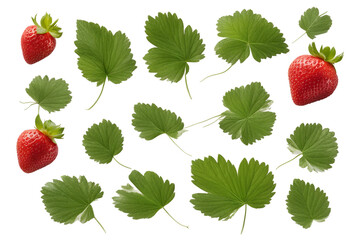 Collection of strawberry leaves with several strawberries isolated on transparent background