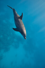 Fototapeta premium Common bottlenose dolphin tursiops truncatus underwater