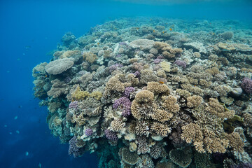 Underwater seascape coral and fishes