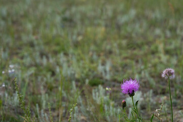 Pink thistle flower in the foreground on blurred pale green natural background, taiga dry grass and mosses. Copy space. Horizontal floral background for environmental conservation on ecological issues