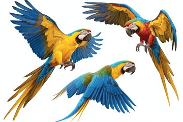 Obraz premium Macaw parrot isolated on white background set