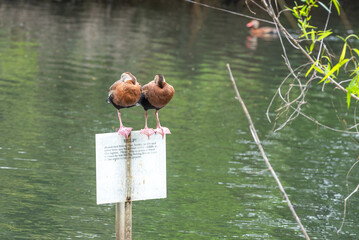 Pair of Black Bellied Whistling Ducks perched on sign near fishing lake 