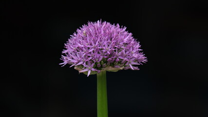 Violette Allium Zierpflanzen Bl&uuml;te vor schwarzem Hintergrund, Lauch