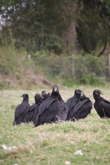 buitres asechando a su presa en el campo