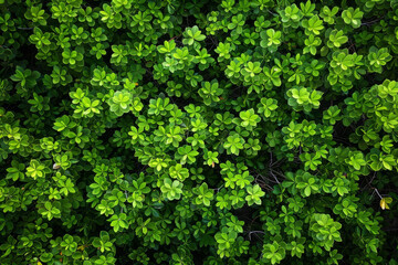 Obraz premium A close up of green leaves on a plant