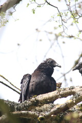 buitres asechando a su presa en el campo