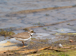 Little Ringed Plover on the beach
