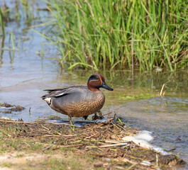 Common Teal on the water