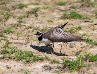 Little Ringed Plover on the beach
