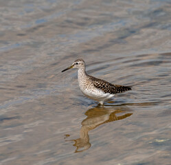 Wood Sandpiper standing in water