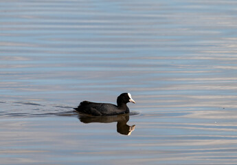 Eurasian Coot duck on the water