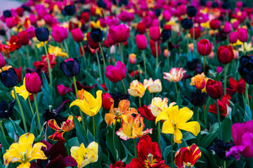 field of colorful tulips