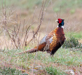 Fototapeta premium Pheasant