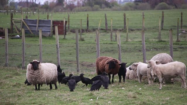 animales en el campo pastando