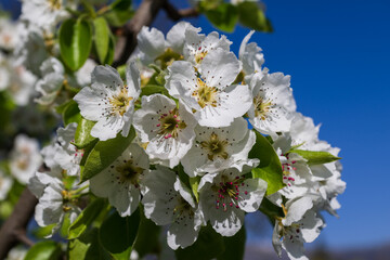 Spring pear blossoms over the blue sky