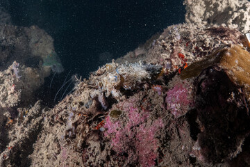 Real cuttlefish photography at coral reef in scuba night dive explore travel activity with...