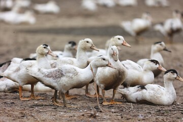 Elevage de canards gras, risque de grippe aviaire