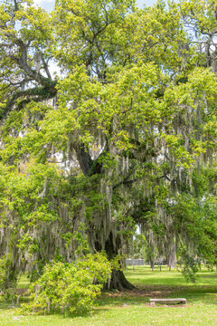 Giant live oak tree of life in park in Louisiana
