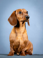 Brown shorthair dachshund sitting in a photography studio