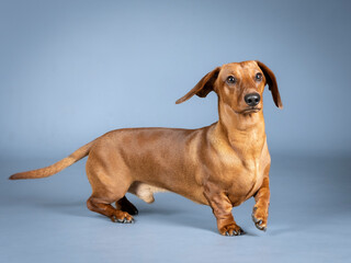 Brown shorthair dachshund posing in a photography studio