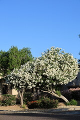 Arizona drought tolerant white Oleander or Nerium Oleander with soft white flowers during Spring...