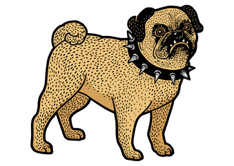 Angry pug in spiked collar sketch PNG