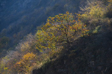 Autumn forest with sunny trees, Armenia