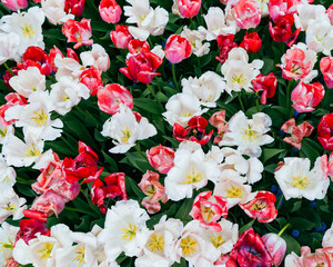 bouquet of red and white flowers