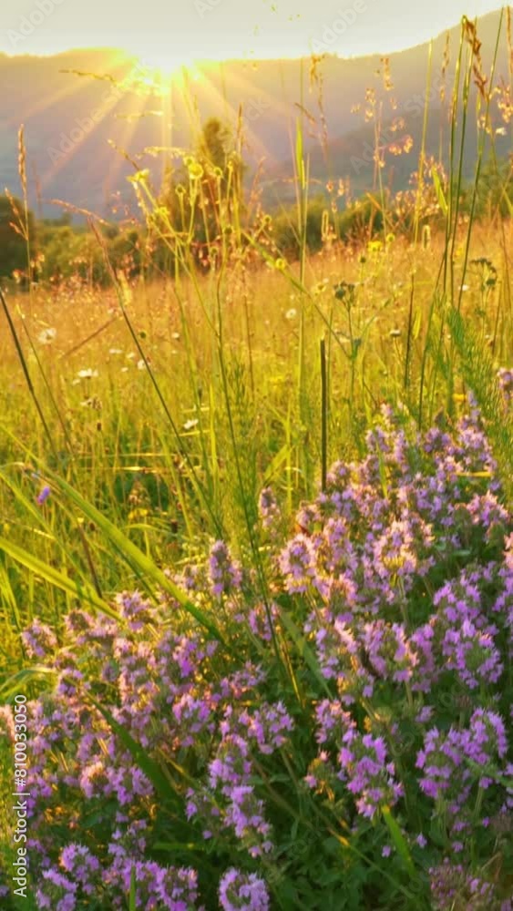 Poster beautiful violet wildflowers in a meadow in the mountains. bush with flowers in the rays of the sett