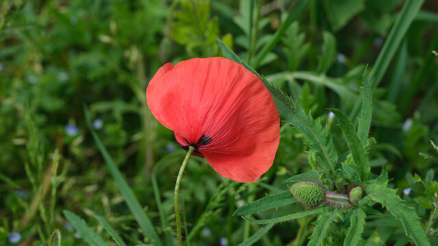 Wild gewachsene rote Mohnblume an einem Feldrand im Mai, Fr&uuml;hling