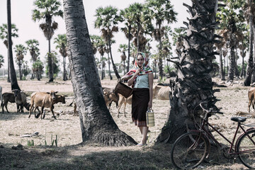 Beautiful girls wearing Thai traditional dress in the countryside takes her bicycle back from the...