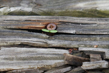 Image of a seedling growing out of a rotted board board beside a rusty nail