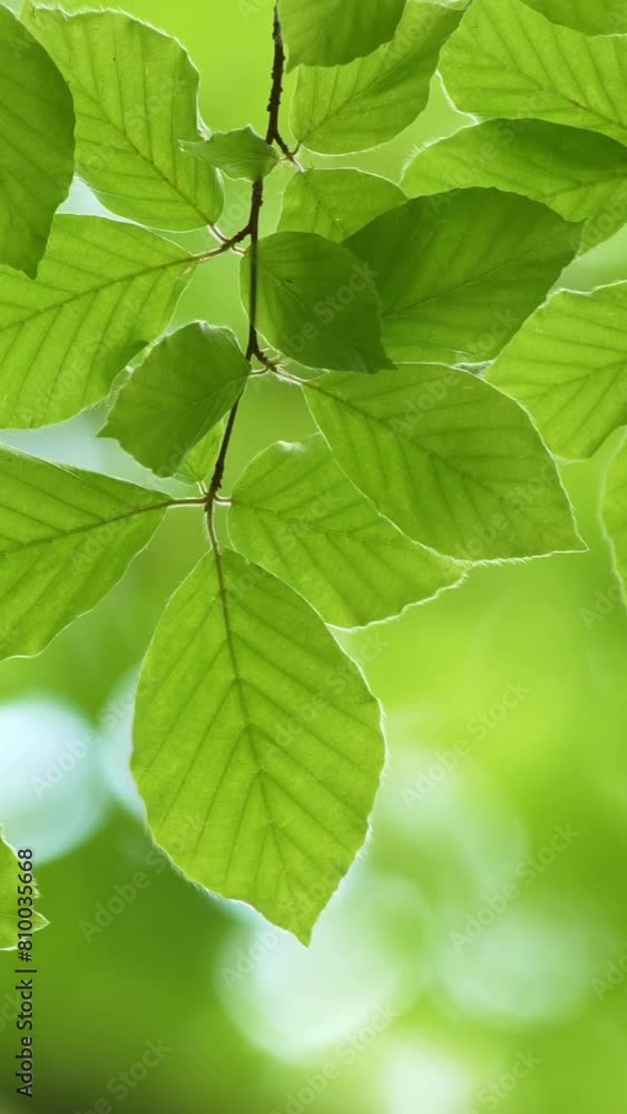 Poster fresh spring green leaves background. leaves on branch sway in the wind. blurred green flora vertica