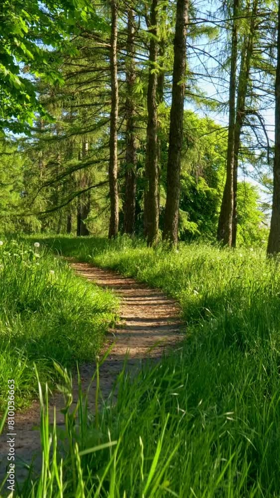 Poster spring in green park. elevating from ground among green grass to see path in peaceful forest with ch