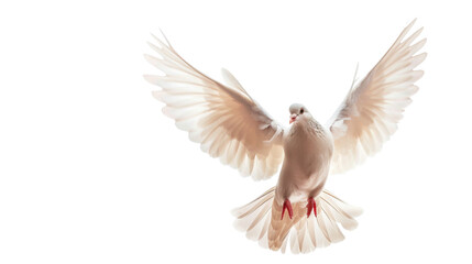 Dove isolated on white background, png transparent 