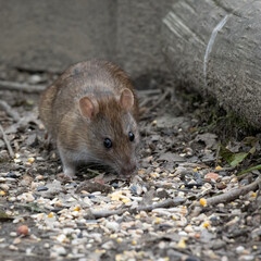 Brown Rat feeding on bird seed